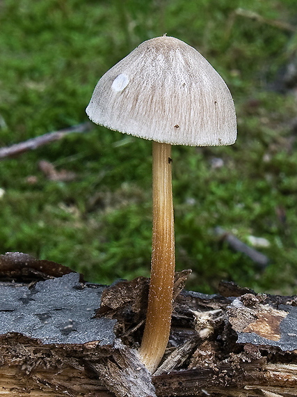 prilbička ? Mycena sp.