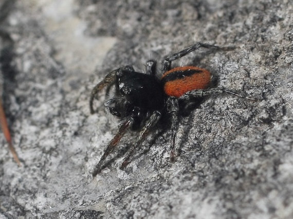 skákavka rudopásá (CZ) Philaeus chrysops