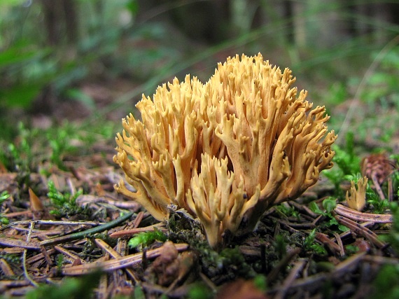 strapačka-kuřátka Ramaria sp.