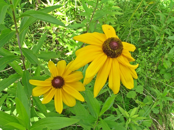 rudbekia žltá Rudbeckia sullivantii