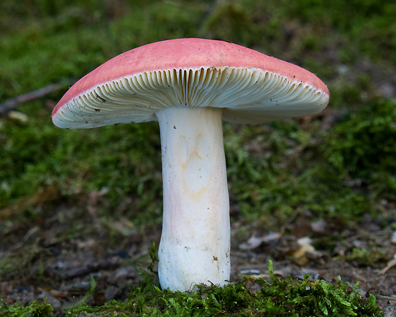 plávka úhľadná Russula rosea Pers.