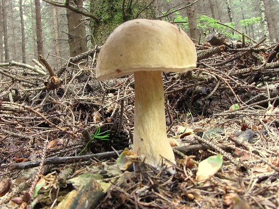 podhríb žlčový-hřib žlučník Tylopilus felleus (Bull.) P. Karst.