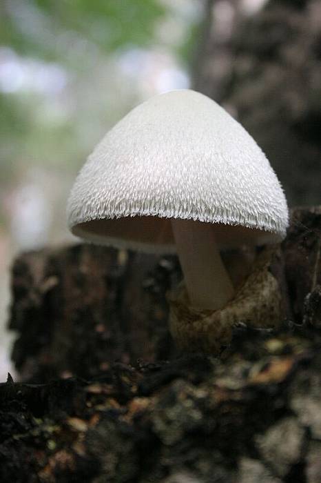 pošvovec stromový Volvariella bombycina (Schaeff.) Singer