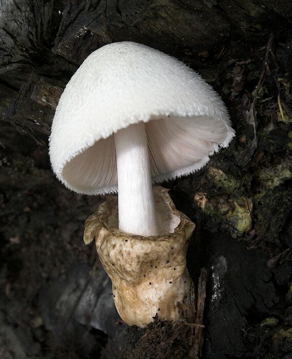 kukmák bělovlnný  Volvariella bombycina (Schaeff.) Singer