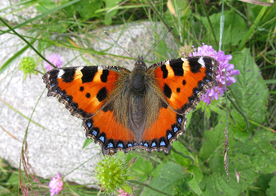 babôčka pŕhľavová Aglais urticae