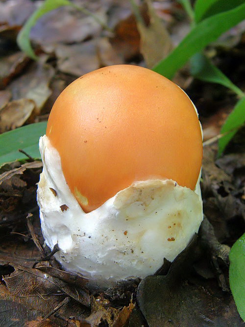 muchotrávka cisárska Amanita caesarea (Scop.) Pers.