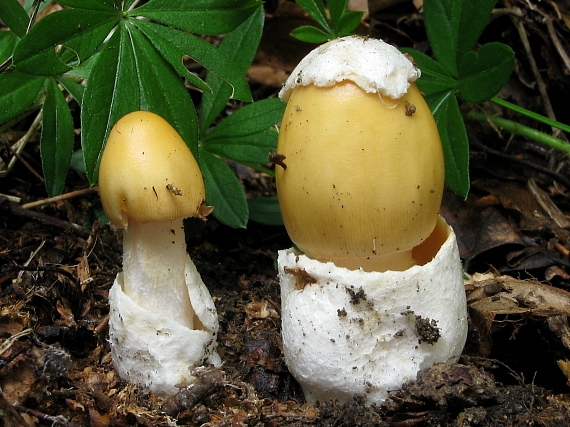 muchotrávka oranžová Amanita crocea (Quél.) Singer