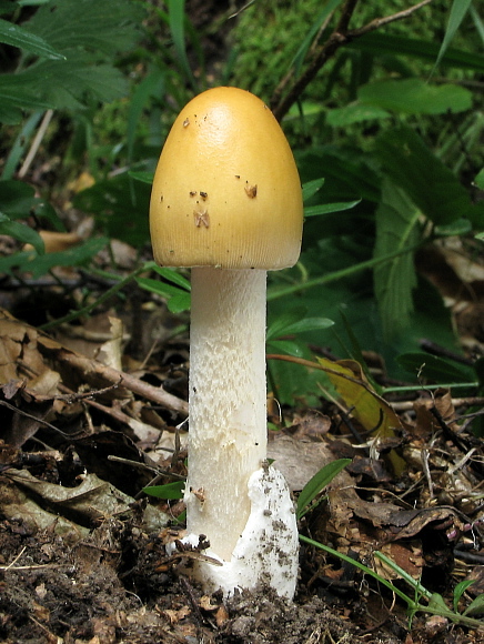 muchotrávka oranžová Amanita crocea (Quél.) Singer