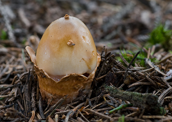 muchotrávka plavohnedá Amanita fulva Fr.