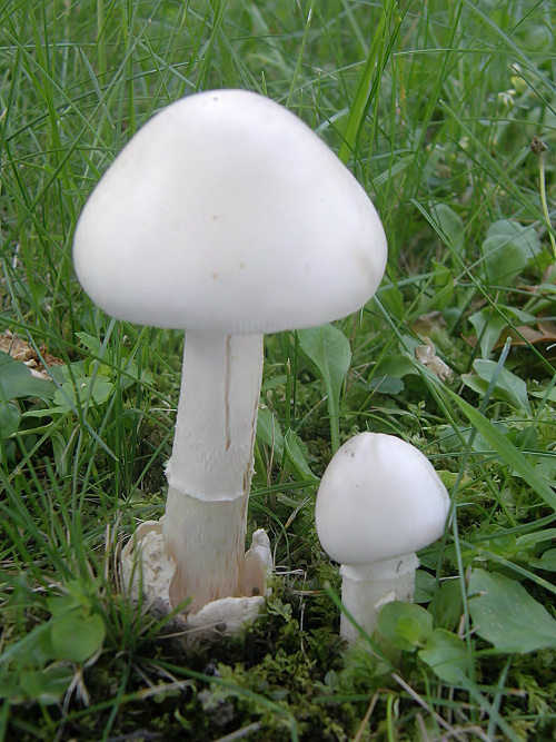 muchotrávka striebristá Amanita mairei Foley