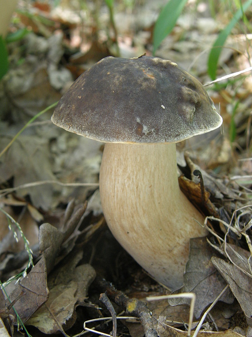 hríb bronzový Boletus aereus Bull. ex Fr.