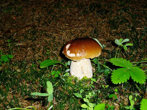 hríb smrekový Boletus edulis Bull.