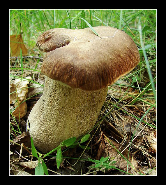 hríb dubový  Boletus reticulatus Schaeff. ex Boud.