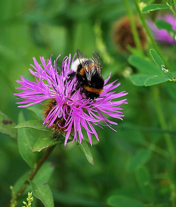 čmeľ zemný Bombus terrestris