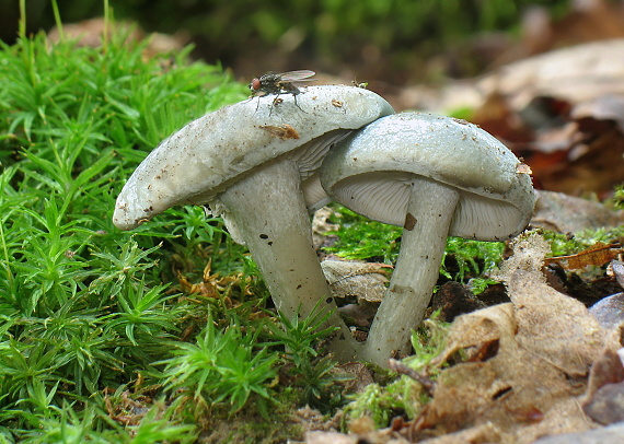 strmuľka anízová Clitocybe odora (Bull.) P. Kumm.