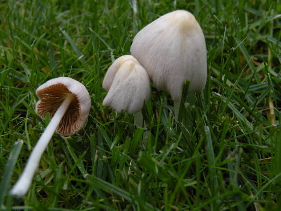 kapucňovec mliečny Conocybe apala (Fr.) Arnolds