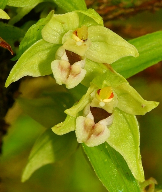 kruštík širokolistý pravý Epipactis helleborine subsp. helleborine (L.) Crantz