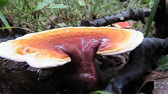 lesklokôrovka obyčajná Ganoderma lucidum (Curtis) P. Karst.