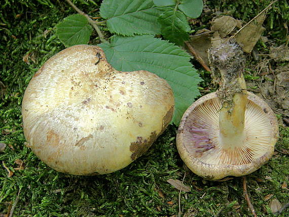 rýdzik žltkastý Lactarius flavidus Boud.