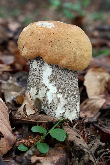 křemenáč březový Leccinum versipelle (Fr. & Hök) Snell