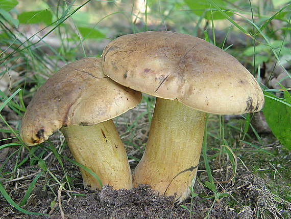 hríb zrnitohlúbikový odfarbený Neoboletus xanthopus (Quél.) Krieglst.