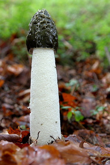 hadovka smradľavá - Hadovka smrdutá Phallus impudicus L.