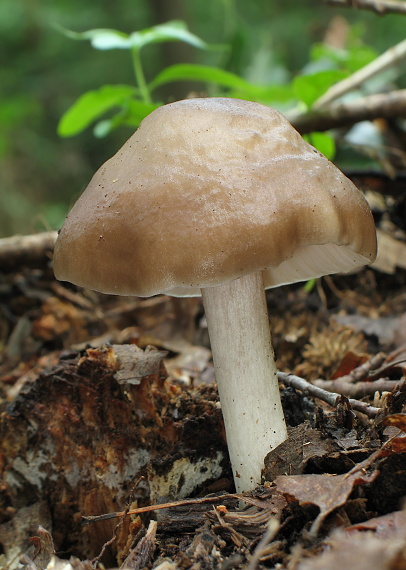 štítovka jelenia Pluteus cervinus (Schaeff.) P. Kumm.