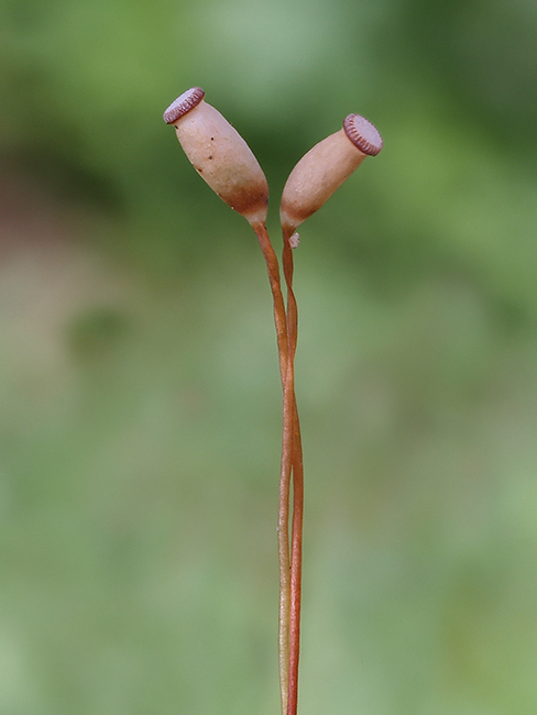 jahňadník striebristý Pogonatum aloides