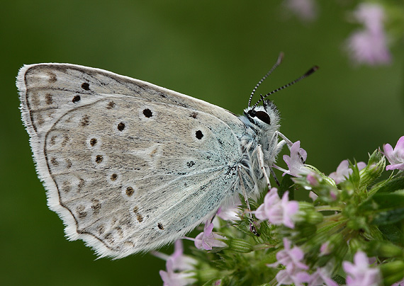 modráčik hnedoškvrnný Polyommatus daphnis