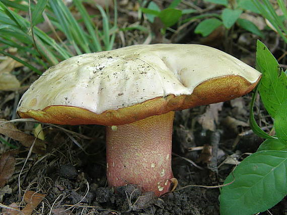 hríb purpurový Rubroboletus rhodoxanthus Kuan Zhao &amp; Zhu L. Yang