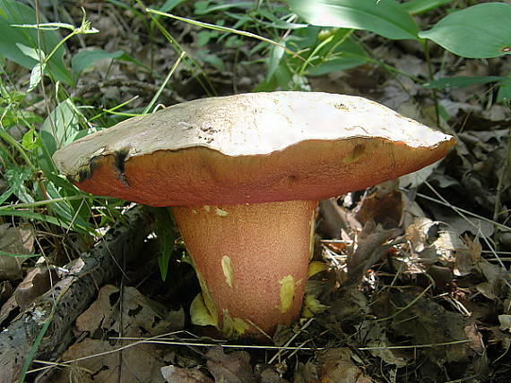 hríb purpurový Rubroboletus rhodoxanthus Kuan Zhao &amp; Zhu L. Yang