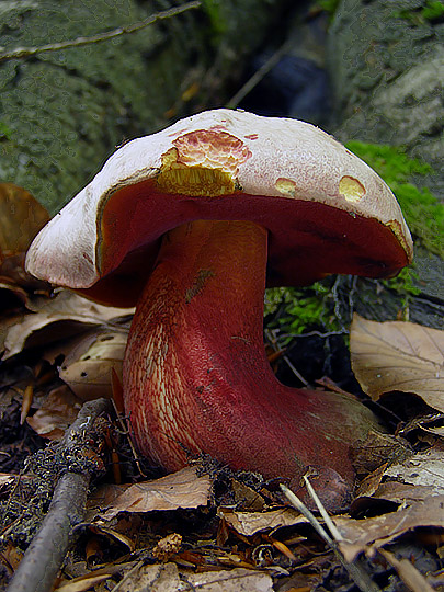 hríb purpurový Rubroboletus rhodoxanthus Kuan Zhao &amp; Zhu L. Yang