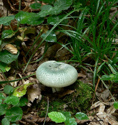 plávka zelenkastá Russula virescens (Schaeff.) Fr.