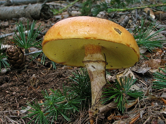 masliak smrekovcový Suillus grevillei (Klotzsch) Singer