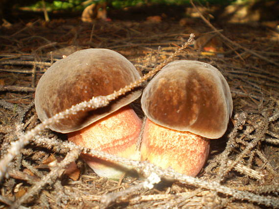 hríb zrnitohlúbikový Sutorius luridiformis (Rostk.) G. Wu & Zhu L. Yang