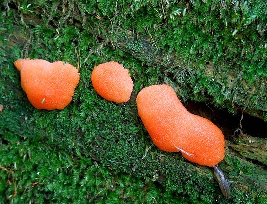 jahodník sasankovitý  Tubifera ferruginosa (Batsch) J.F. Gmel.