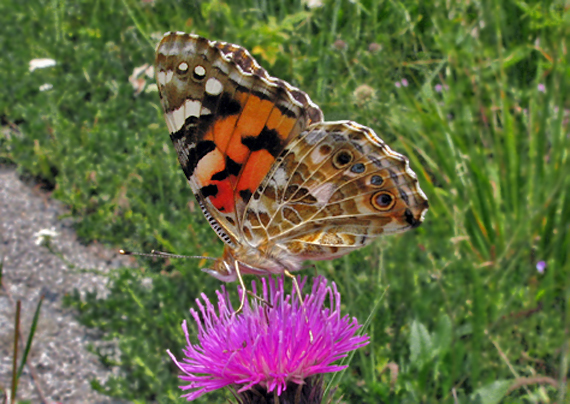 babôčka bodliaková Vanessa cardui