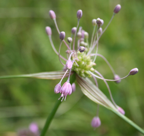 cesnak člnkovitý Allium carinatum L.