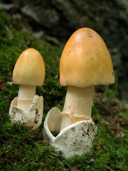 muchotrávka oranžová Amanita crocea (Quél.) Singer