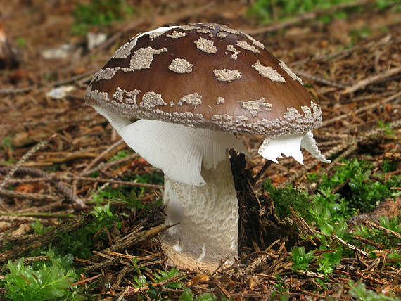 muchotrávka hrubá Amanita excelsa (Fr.) Bertill.