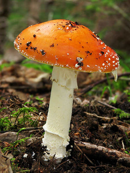 muchotrávka červená Amanita muscaria (L.) Lam.