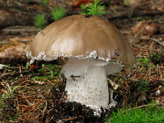 muchotrávka Amanita sp.