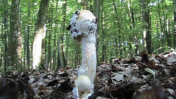 muchotrávka Amanita sp.