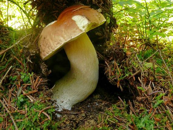 hřib smrkový - Hríb smrekový Boletus edulis  Bull.