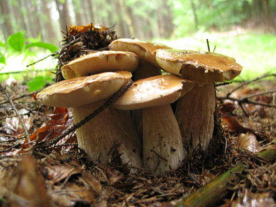 hřib smrkový Boletus edulis Bull.