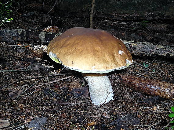 hríb smrekový Boletus edulis Bull.