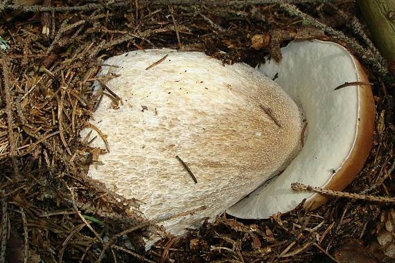 hríb smrekový Boletus edulis Bull.