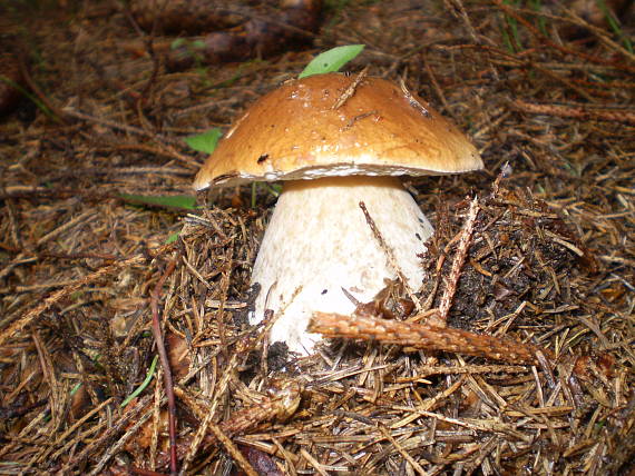 hríb smrekový Boletus edulis Bull.