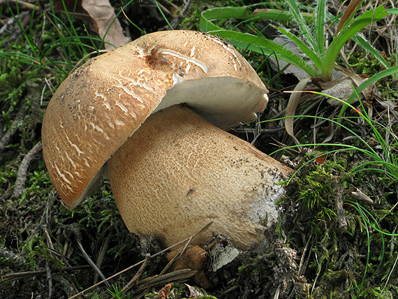 hríb dubový Boletus reticulatus Schaeff.