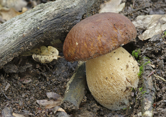 hríb dubový Boletus reticulatus Schaeff.